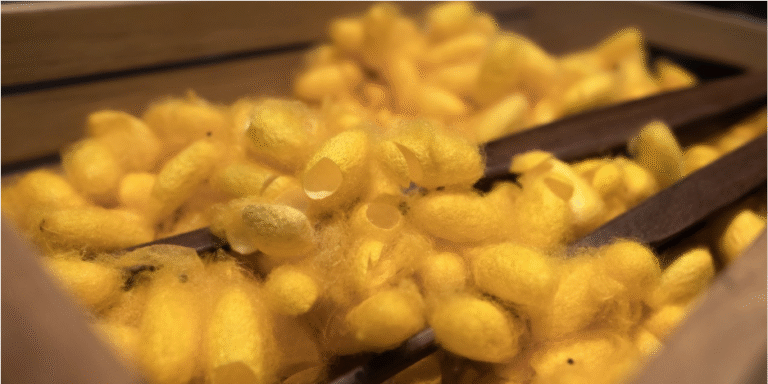 Close-up of vibrant yellow silk cocoons in a wooden tray, symbolizing the raw materials behind natural textiles and the ethical considerations within sustainable fashion.
